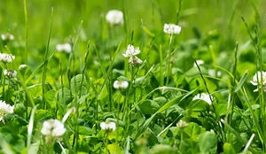 summer lawn fertilization and weed control in Columbus Ohio