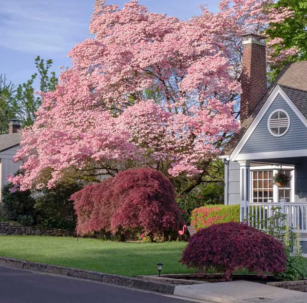 spring with beautiful rosebud tree in bloom