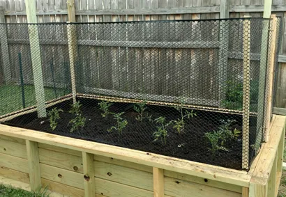 raised bed planting