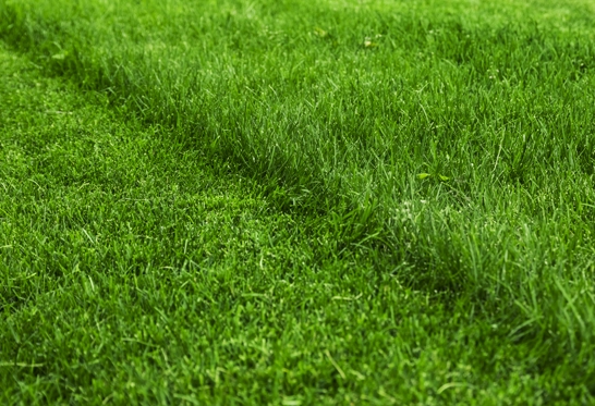 Columbus Area Lawn Maintenance Mowing Trimming Edging