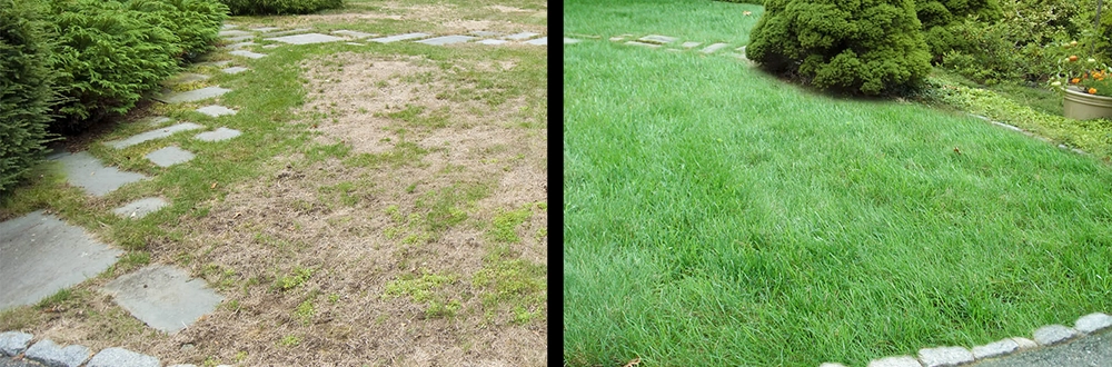 grass after slice seeding renovation