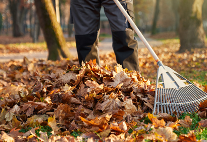 commercial fall clean up raking leaves and removal